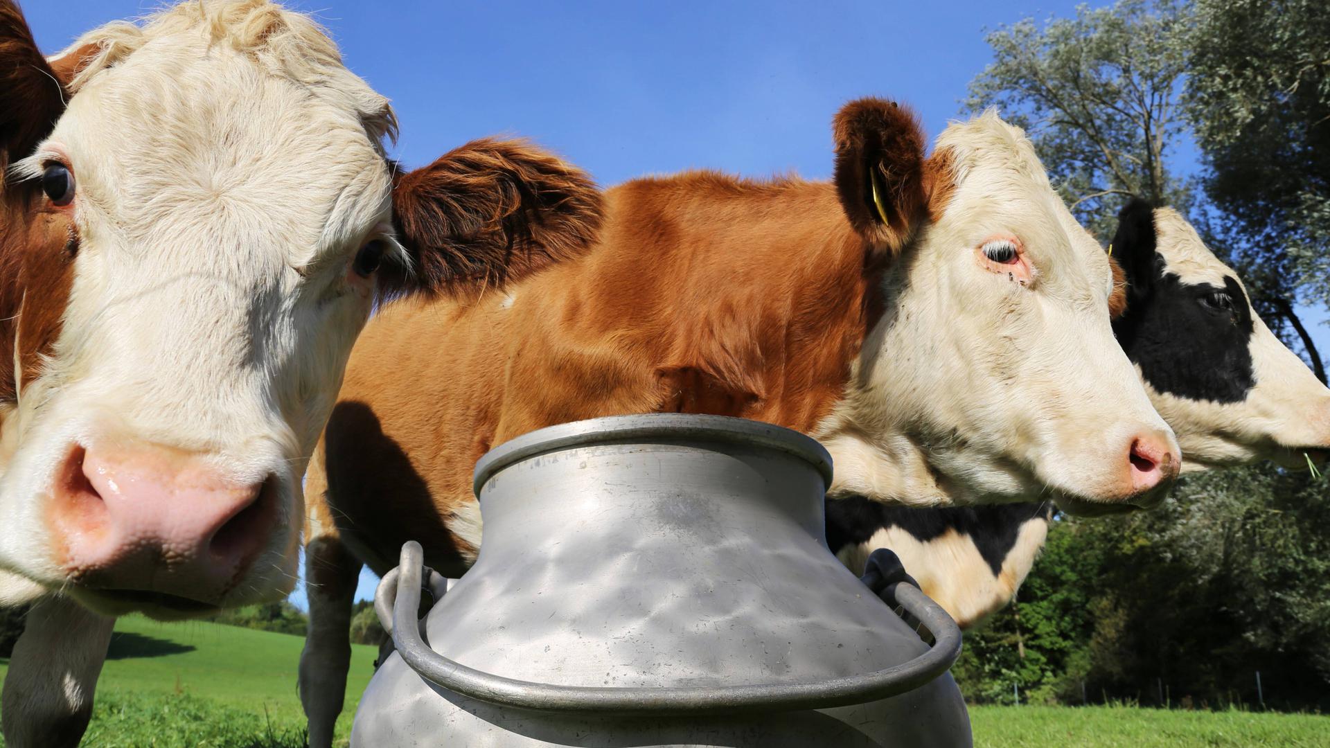 Die Idylle trügt mal nicht: Die Schwarzwaldmilch-Gruppe zielt aufgrund ihrer genossenschaftlichen Struktur darauf ab, den Milcherzeugern einen möglichst hohen Preis zu bezahlen. Doch viele Verbraucherinnen und Verbraucher schauen bei den allgemeinen Preissteigerungen auf jeden Cent.