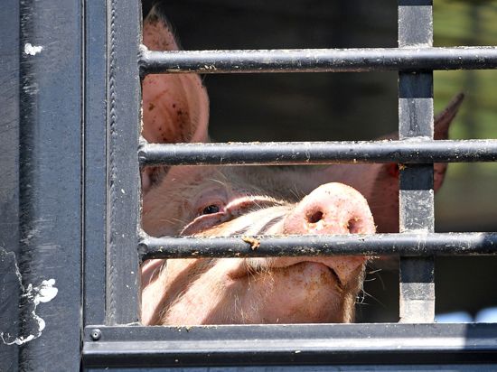 Ein Schwein schaut durch das Gitter eines LKW-Tiertransports.