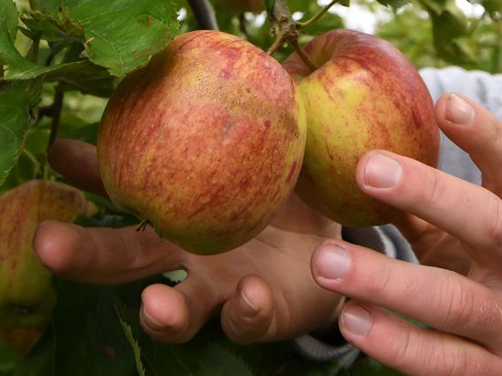 Ein Obstbauer erntet Äpfel der Sorte „Jonagored“. Bald beginnt wieder die Ernte in Deutschland.