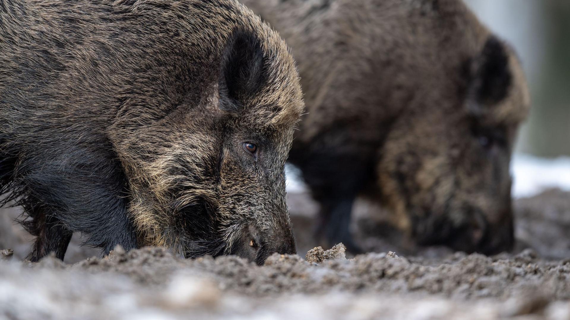 Nach dem Fund eines an der Afrikanischen Schweinepest verendeten Wildschweins in Brandenburg gehen die Experten von weiteren infizierten Tieren aus.