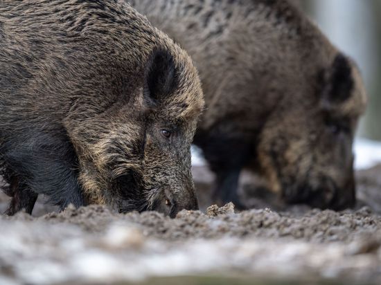 Nach dem Fund eines an der Afrikanischen Schweinepest verendeten Wildschweins in Brandenburg gehen die Experten des Versicherers Münchener und Magdeburger Agrar von weiteren infizierten Tieren aus.