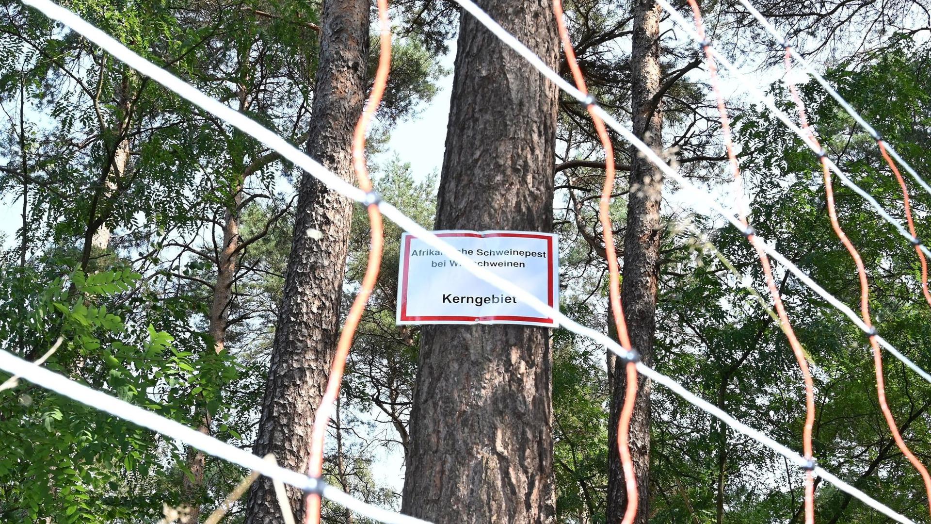 Die Aufschrift: „Afrikanische Schweinepest bei Wildschweinen Kerngebiet“ steht auf einem Schild an einem Baum hinter einem mobilen Elektrozaun.