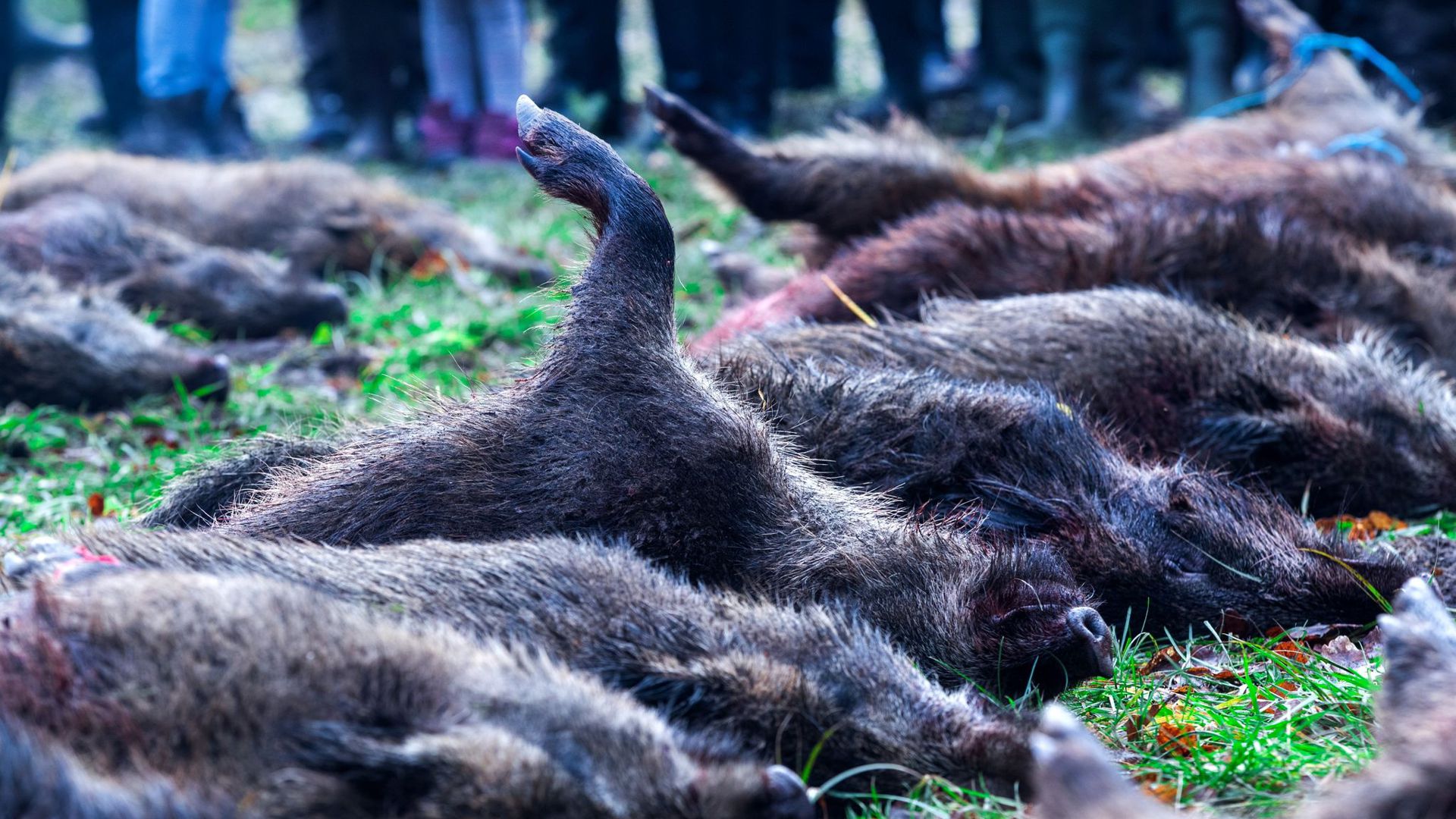Über vierzig Wildschweine sind in der Nähe von Glaisin nach einer Treibjagd als Strecke ausgelegt.
