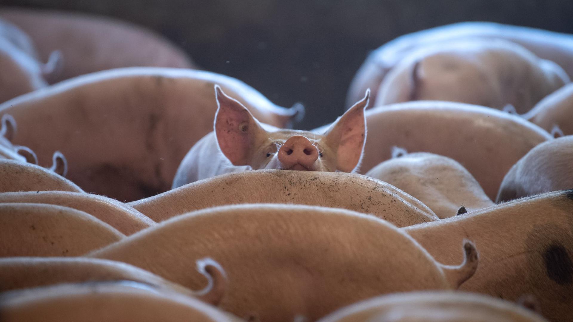 Schweine stehen in einem Stall. Seit die Afrikanische Schweinepest (ASP) nach Deutschland vorgedrungen ist, müssen Bauern noch penibler auf Hygiene im Stall achten.