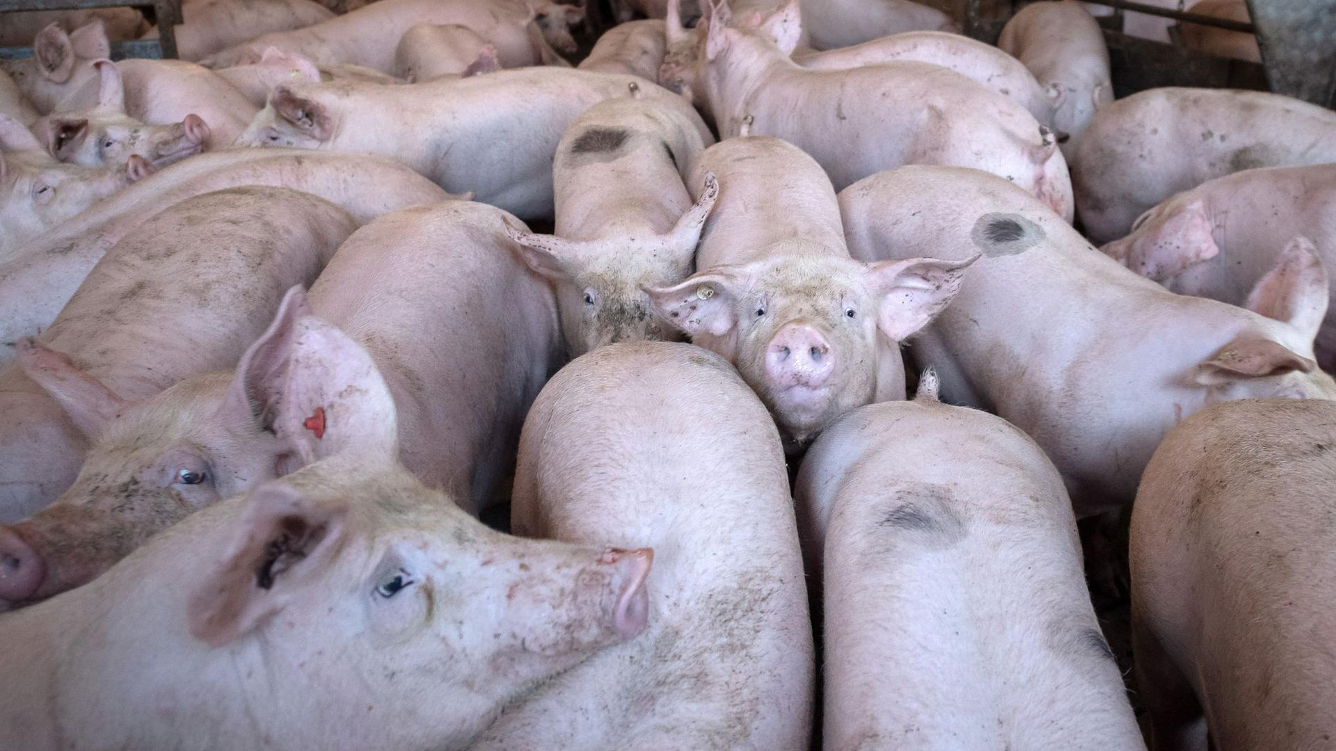 Schweine stehen in einem Stall im niedersächsischen Kirchlinteln.