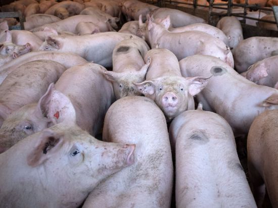 Schweine stehen in einem Stall im niedersächsischen Kirchlinteln.