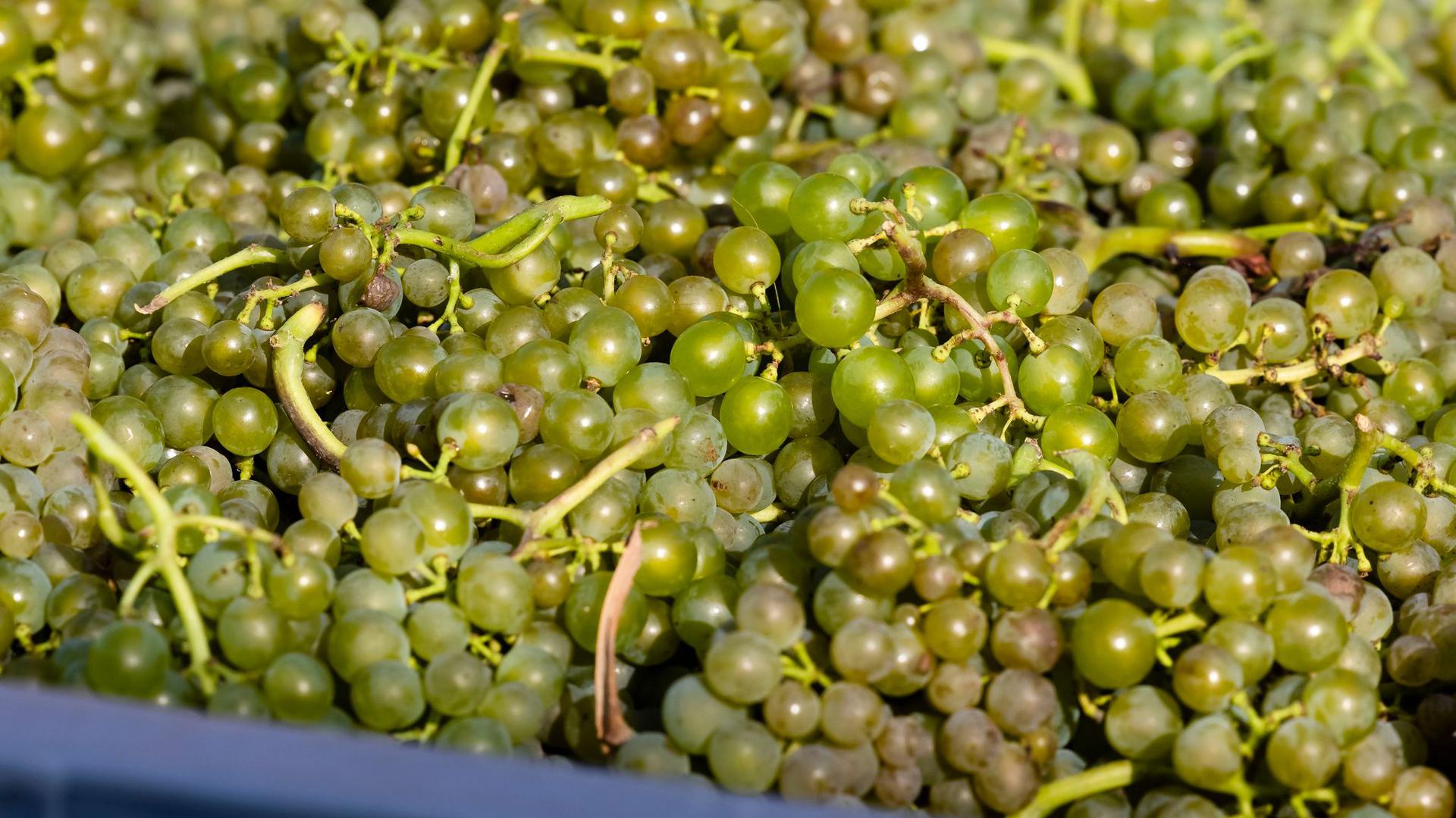 Der sonnige und trockene Spätsommer hat laut Deutschem Weininstitut insgesamt hochreife und sehr gesunde Trauben hervorgebracht.