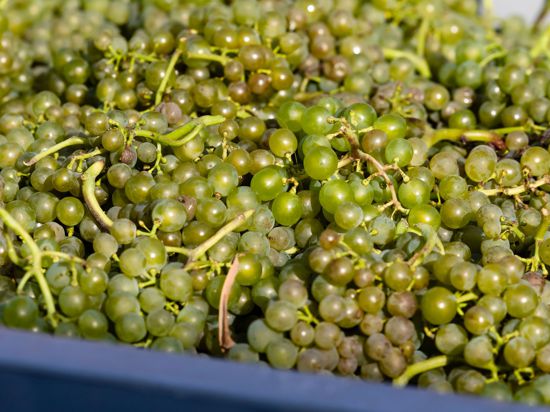 Der sonnige und trockene Spätsommer hat laut Deutschem Weininstitut insgesamt hochreife und sehr gesunde Trauben hervorgebracht.