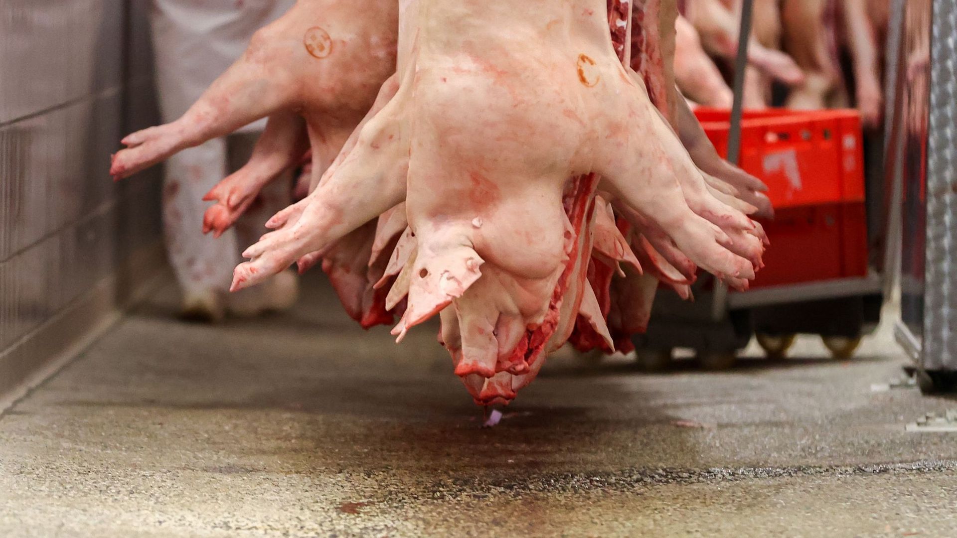 Schweinehälften hängen in einem Schlachtbetrieb.