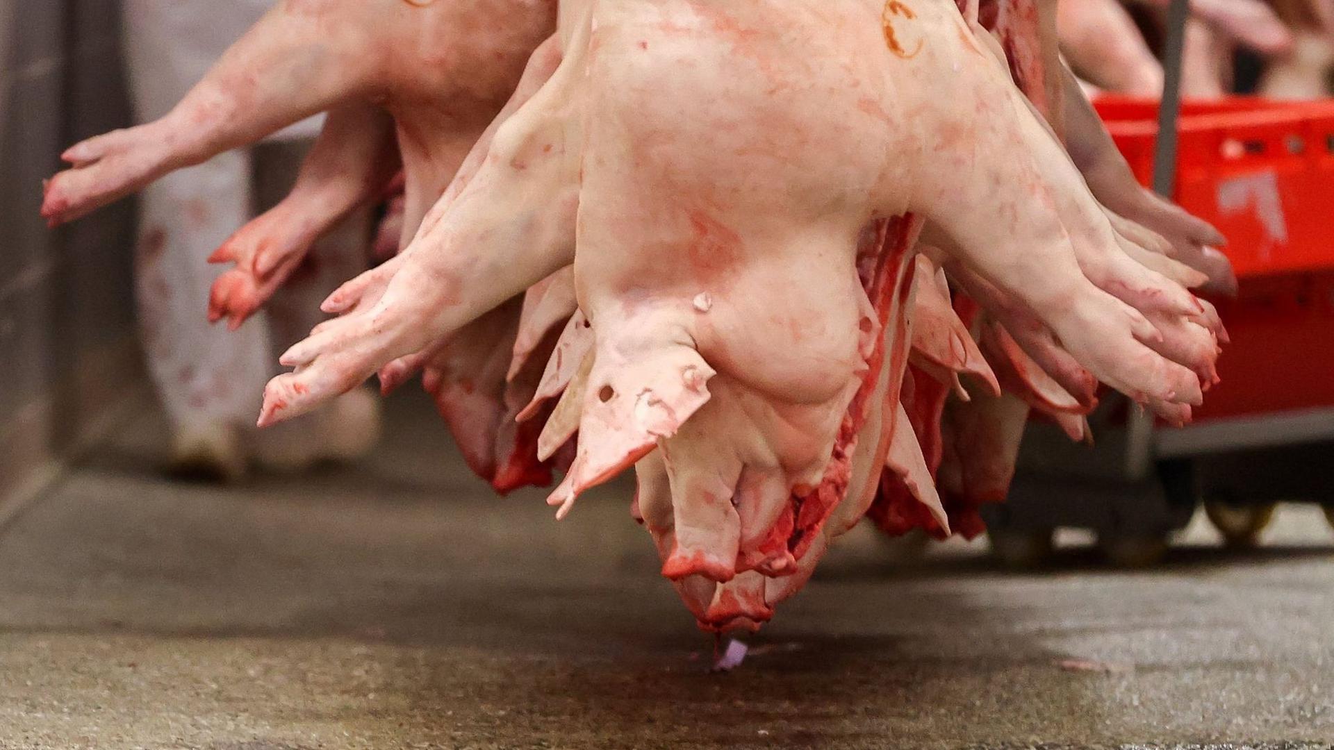 Schweinehälften hängen in einem Schlachtbetrieb. Die Agrarminister der Länder wollen an diesem Freitag über die angespannte Lage am Schweinemarkt beraten.