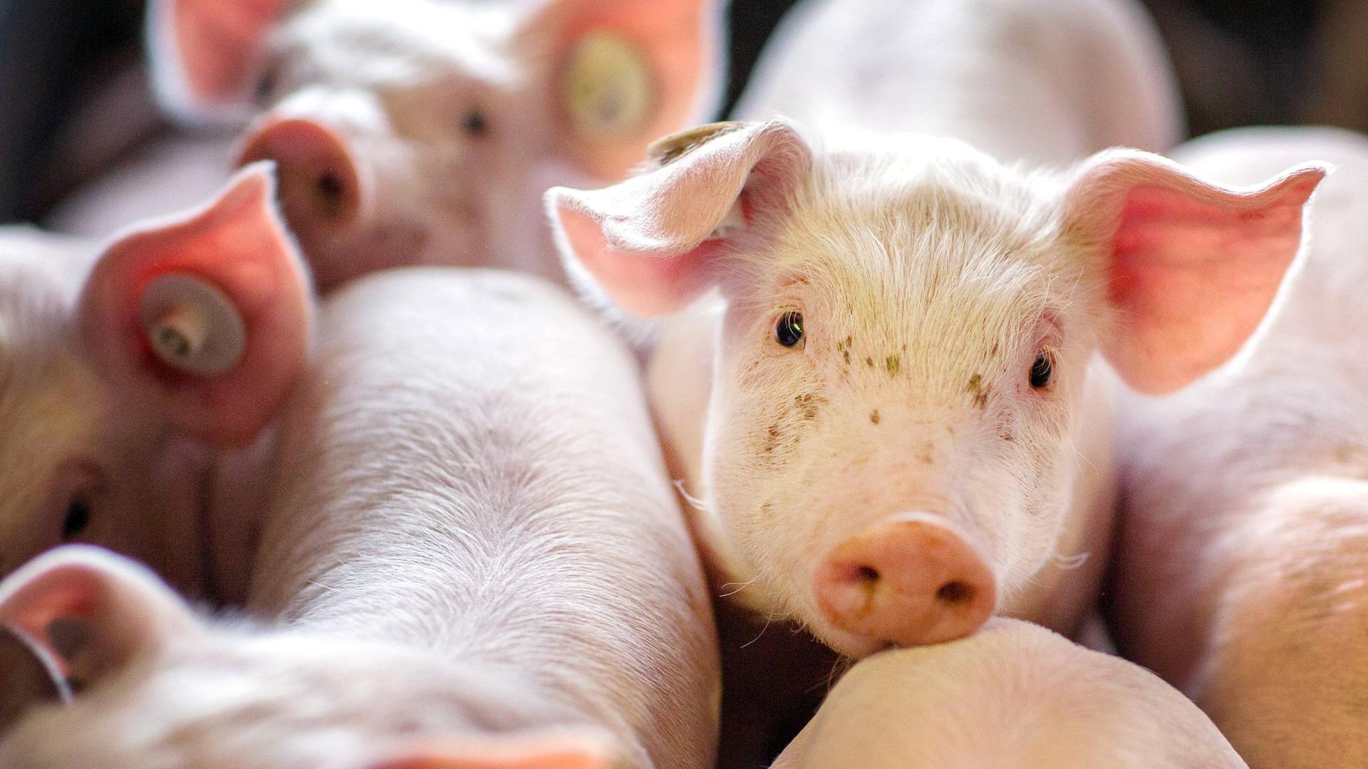 Beim Schweinefleisch zogen die Preise Anfang des Jahres erst an, fielen dann aber wieder stark.