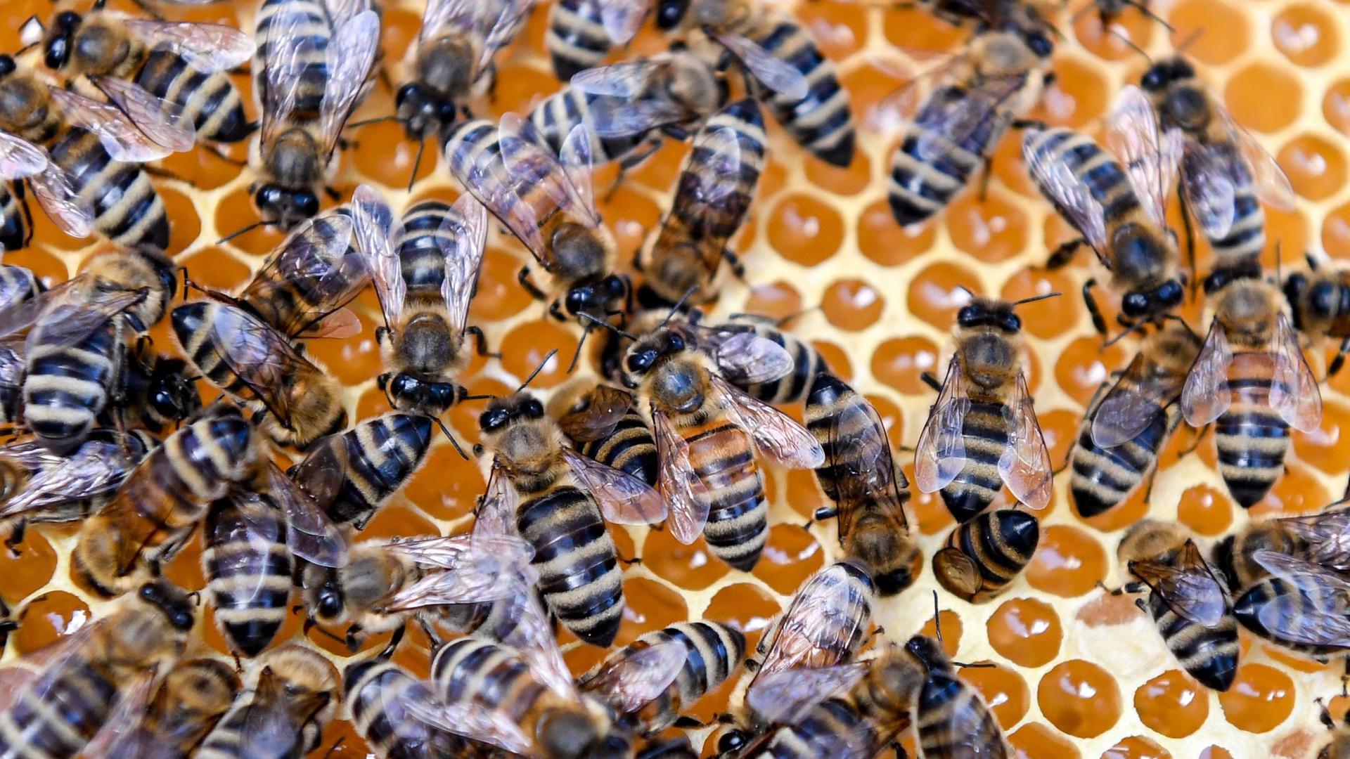 Bienen sitzen auf einer Wabe.