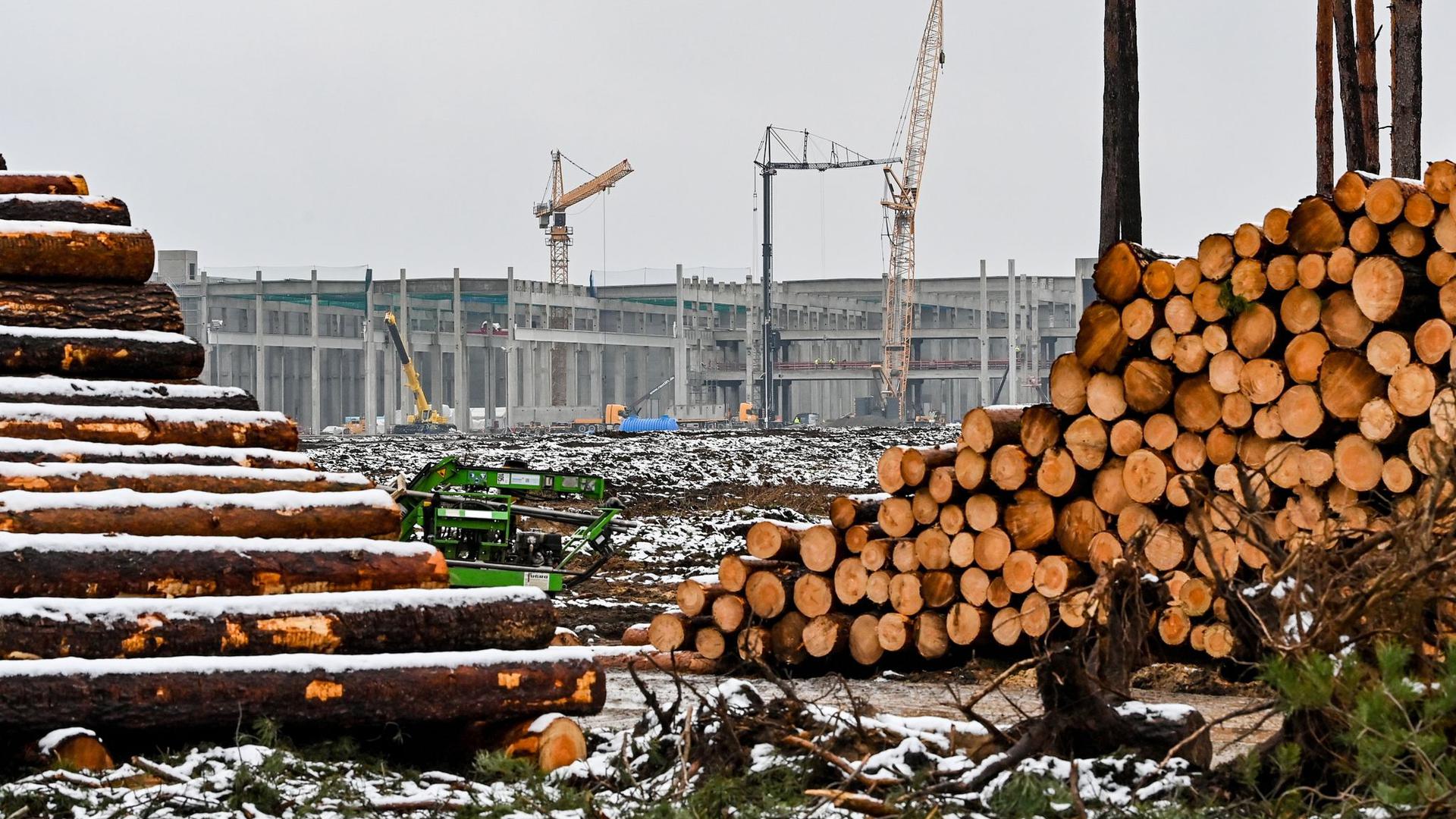 Abgeholzte Kiefernstämme liegen auf dem Baugelände der Tesla Gigafactory östlich von Berlin.