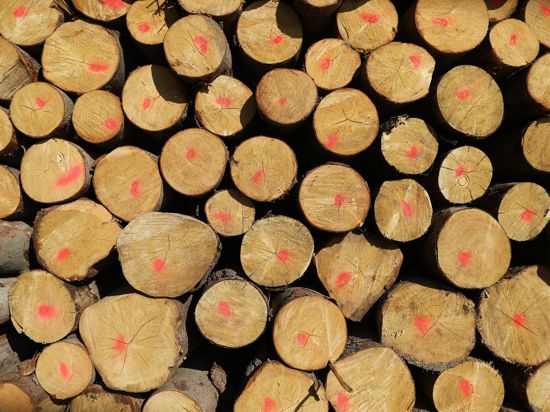 Gefällte Baumstämme liegen gestapelt am Waldrand. Bauelemente aus Holz sind momentan besonders gefragt.