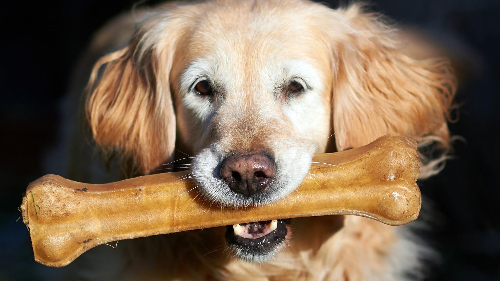 Ein Golden Retriever Hund mit einem Kauknochen: Fressnapf, Deutschlands Marktführer beim Thema Heimtierbedarf, erzielte 2020 das größte absolute Umsatzwachstum der Firmengeschichte.
