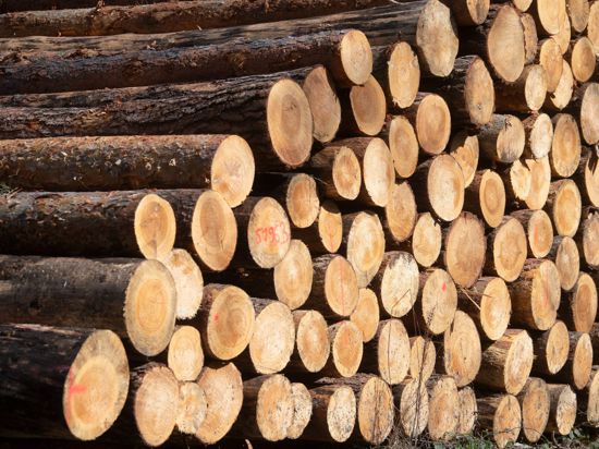 Kurioserweise führt gerade die geschwächte Widerstandskraft der Wälder in den nächsten Jahren zu einem kontinuierlichen Holz-Nachschub.