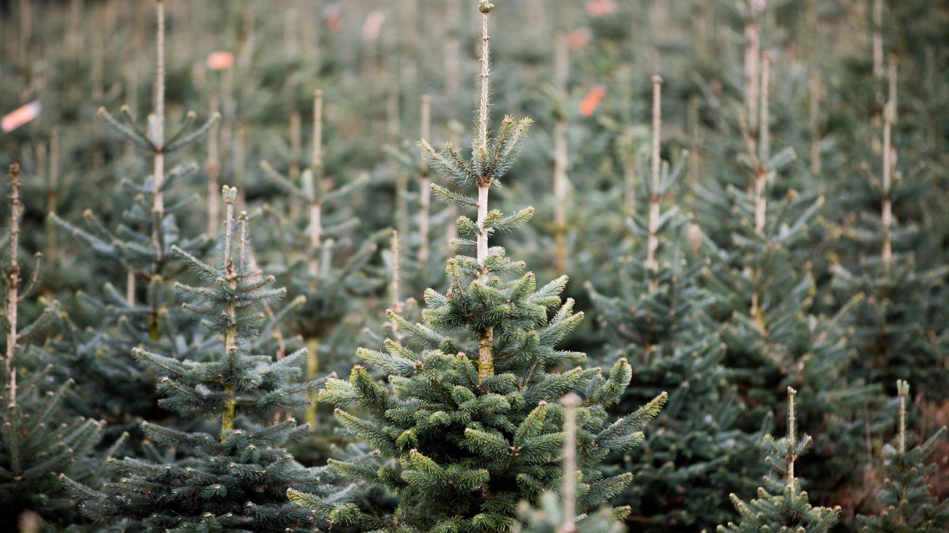 Nach Angaben des NRW-Landesverbandes Gartenbau stammt jeder dritte Weihnachtsbaum in Deutschland aus dem Sauerland.
