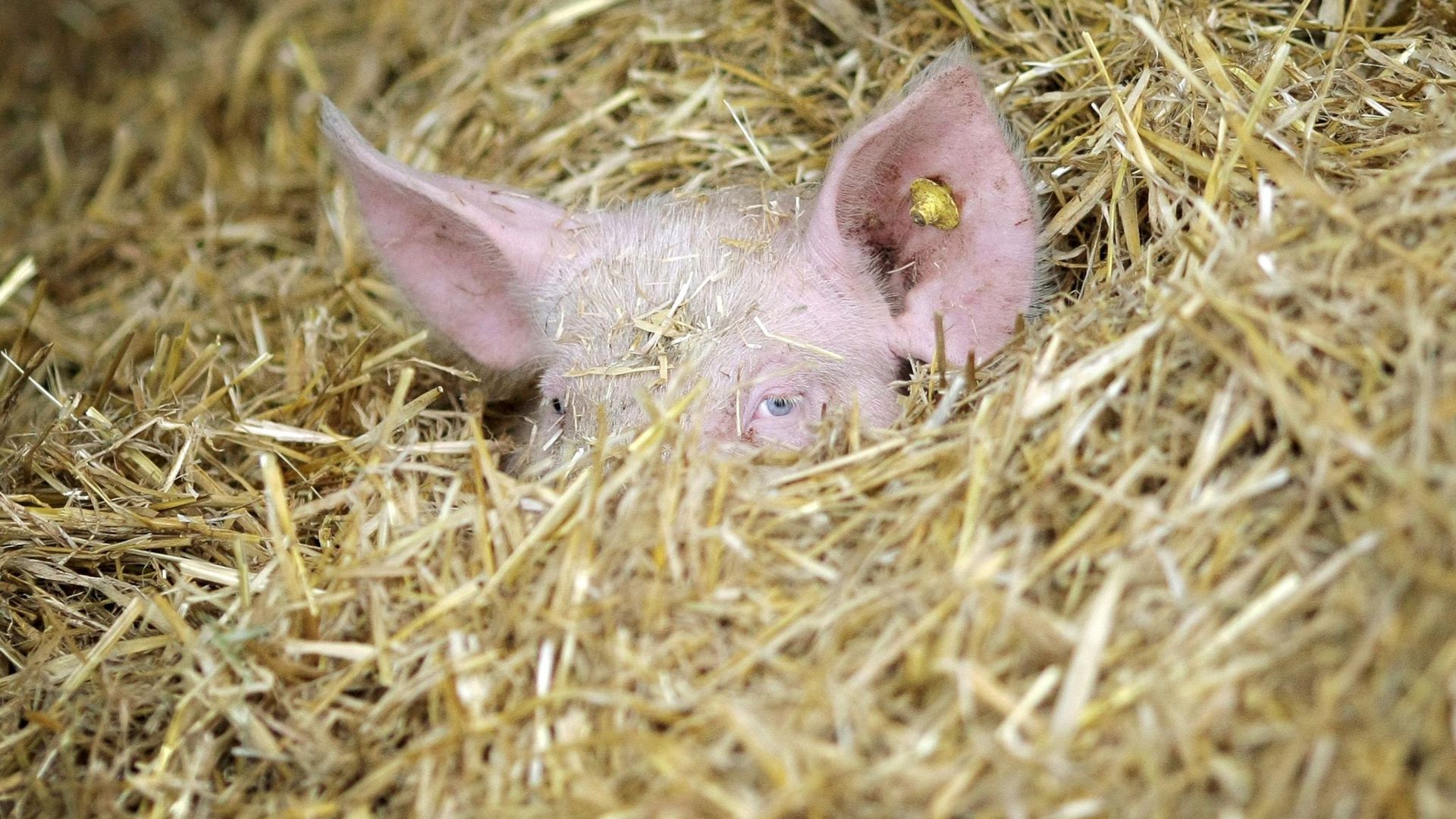 Ein Schwein hat sich auf einem Bio-Bauernhof im Stroh des Stalls versteckt. Bundeskanzlerin Merkel hat sich für einen Umbau der Landwirtschaft in Deutschland ausgesprochen.