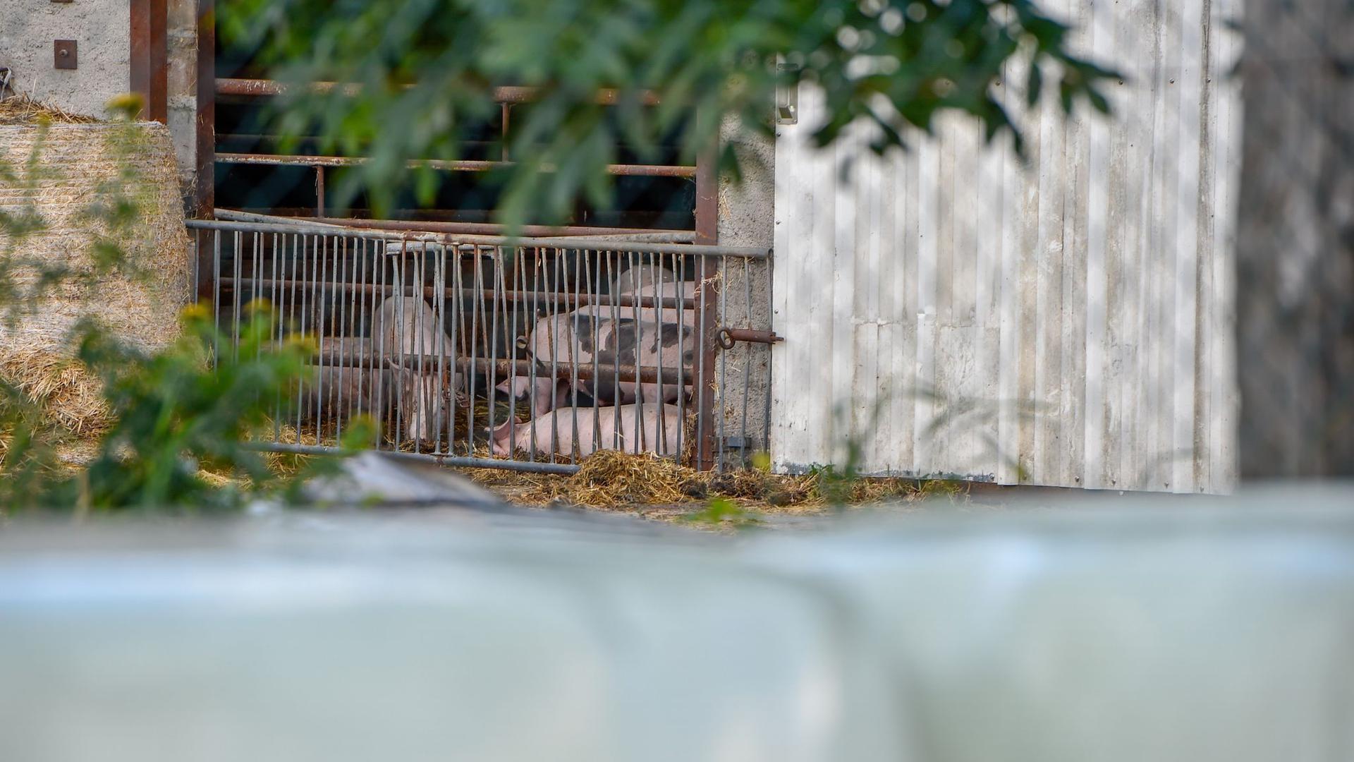 Hausschweine in einem Mastbetrieb in Brandenburg.