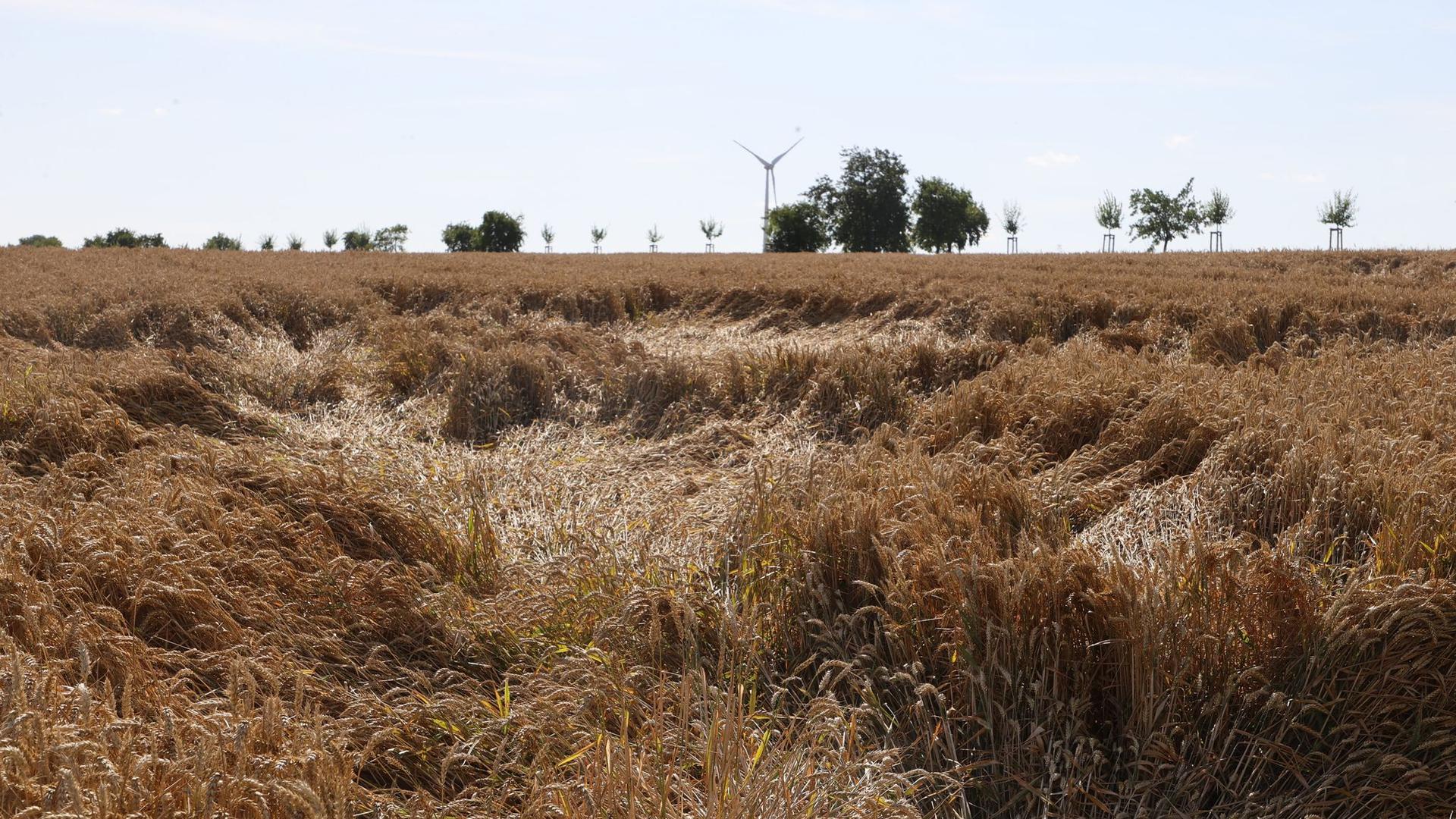 Das Getreide ist teilweise platt gedrückt - häufige Regenfälle erschweren die Ernte.