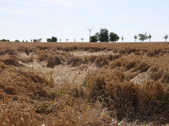Das Getreide ist teilweise platt gedrückt - häufige Regenfälle erschweren die Ernte.