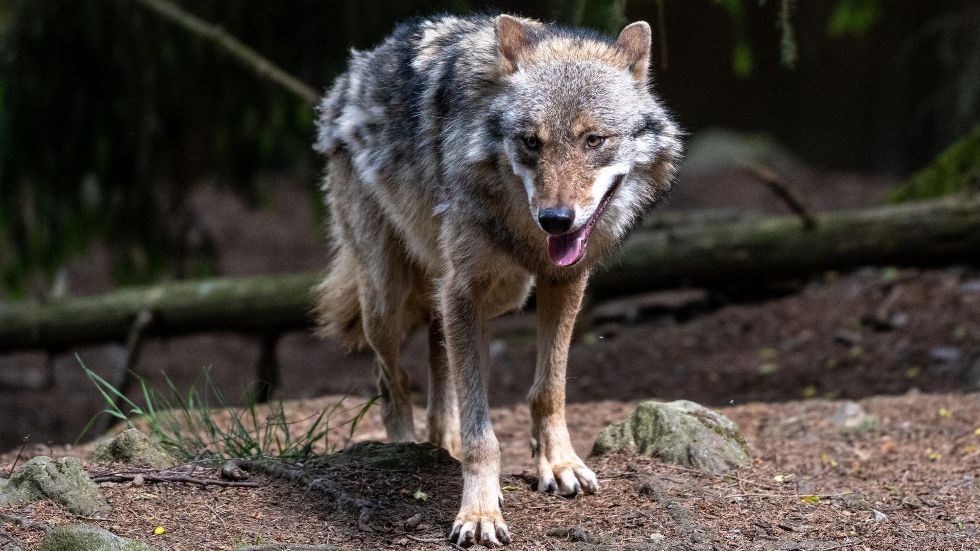Ein Wolf in einem Gehege im Bayerwald-Tierpark in Lohberg.