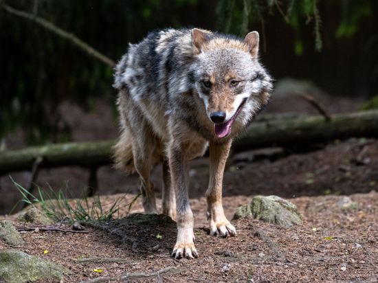 Ein Wolf in einem Gehege im Bayerwald-Tierpark in Lohberg.