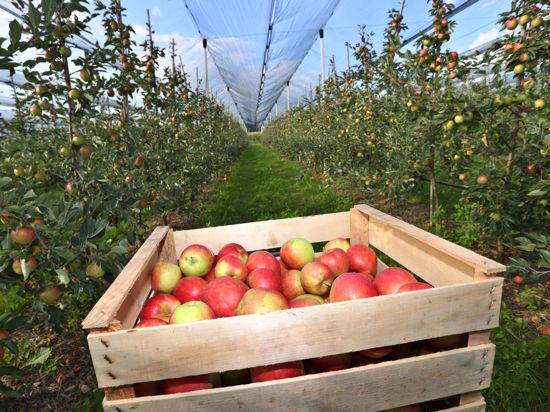 In diesem Jahr werden 87.000 Tonnen Äpfel weniger geerntet.
