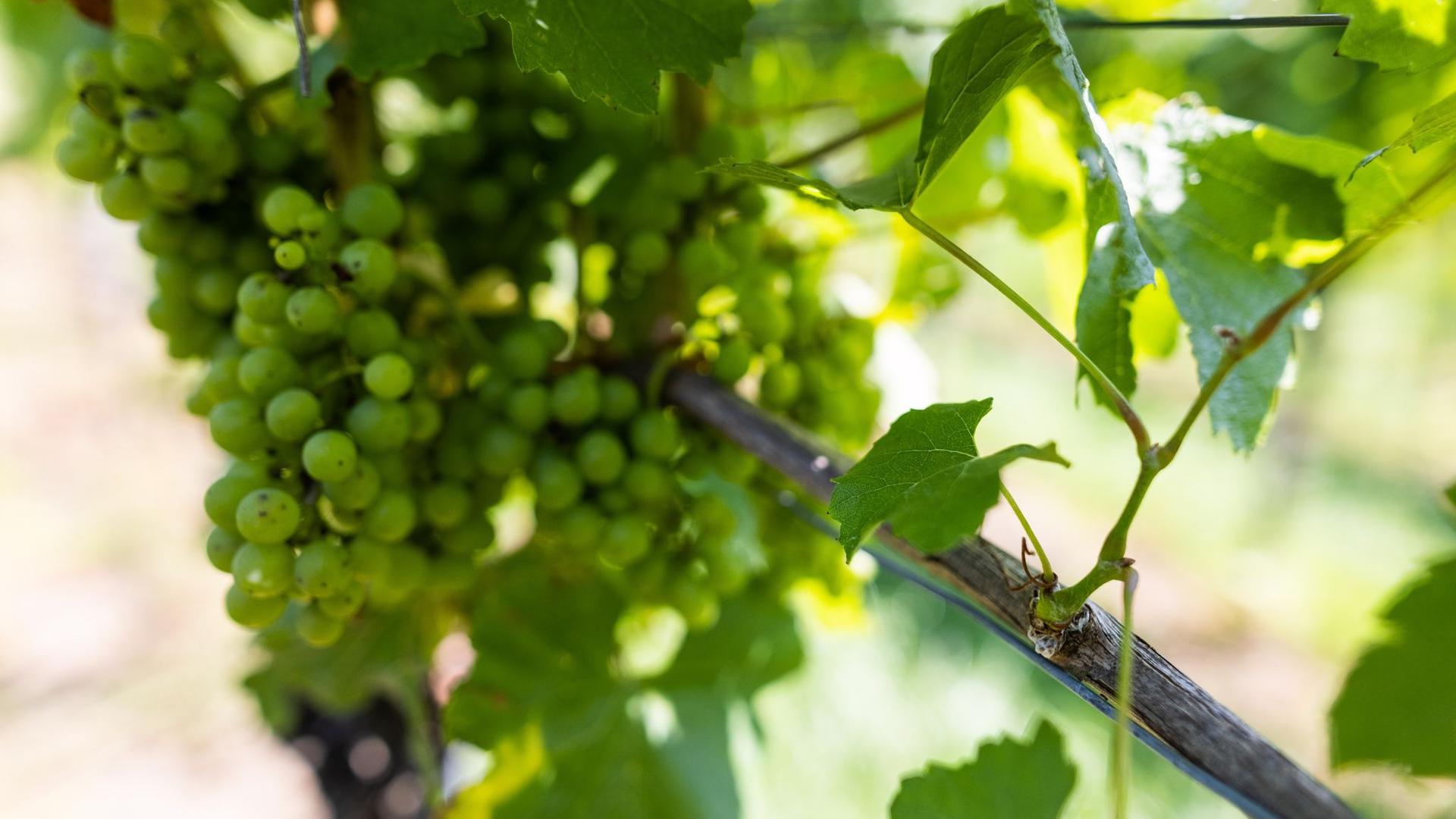 In den deutschen Weinanbaugebieten beginnt die Weinlese.