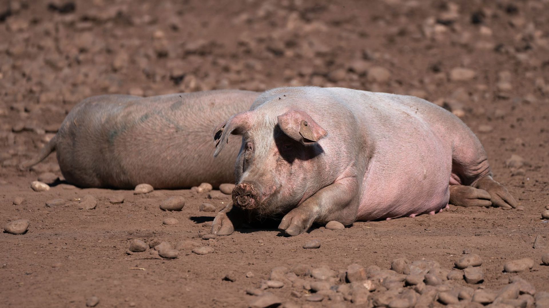 Schweine auf einem Bauernhof in Staffordshire. Wegen einer CO2-Krise in Großbritannien drohen nach Ansicht der Lebensmittelindustrie bald akute Versorgungsprobleme in Supermärkten und Gastronomie.