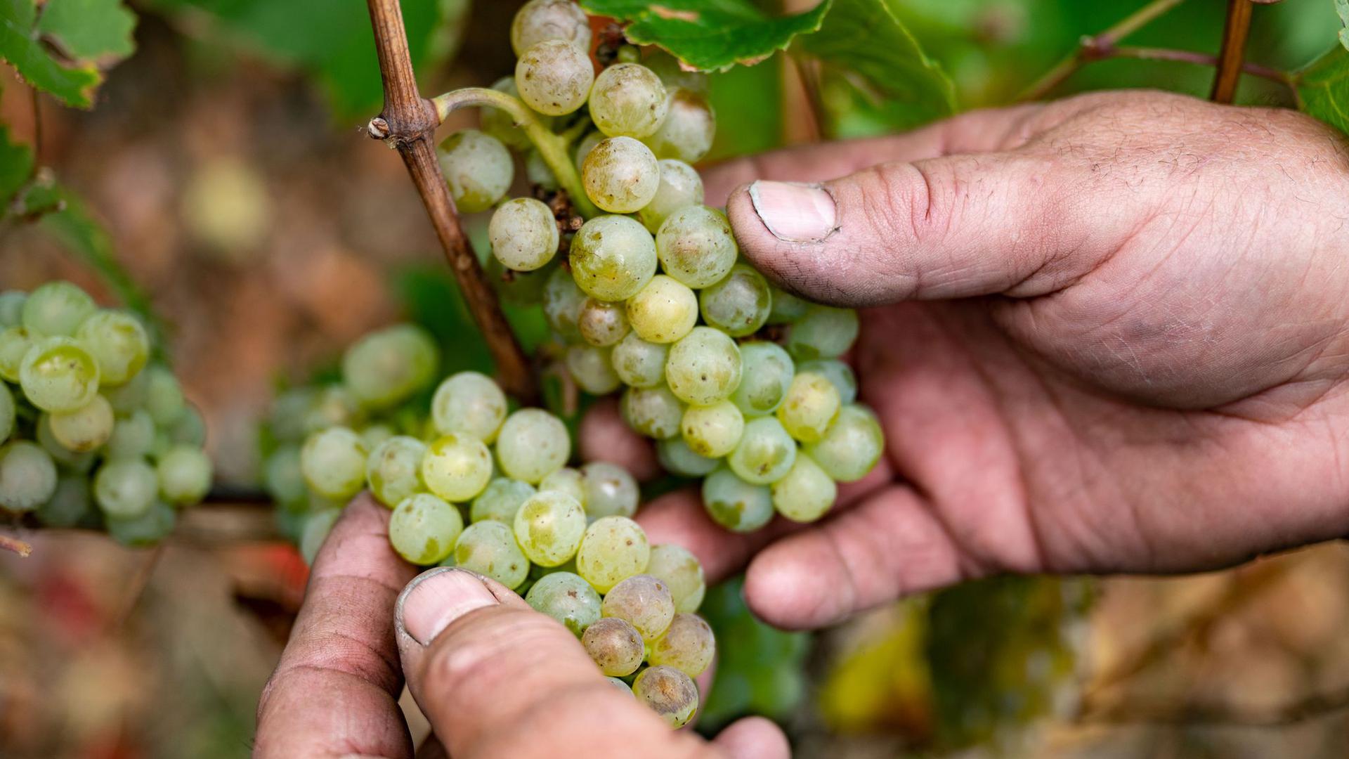 Für Frankreichs Winzer zeichnen sich historisch schlechte Erträge ab. Die Weinbauern im Elsass an der Grenze zu Baden-Württemberg trifft es mit um 12 Prozent geringere Ertragsaussichten vergleichsweise milde.