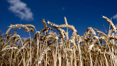 Erntereifer Weizen leuchtet auf einem Getreidefeld.