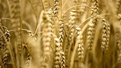 Russland blockiert den Export von Getreide aus der Ukraine.