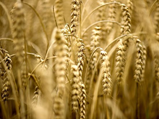 Russland blockiert den Export von Getreide aus der Ukraine.