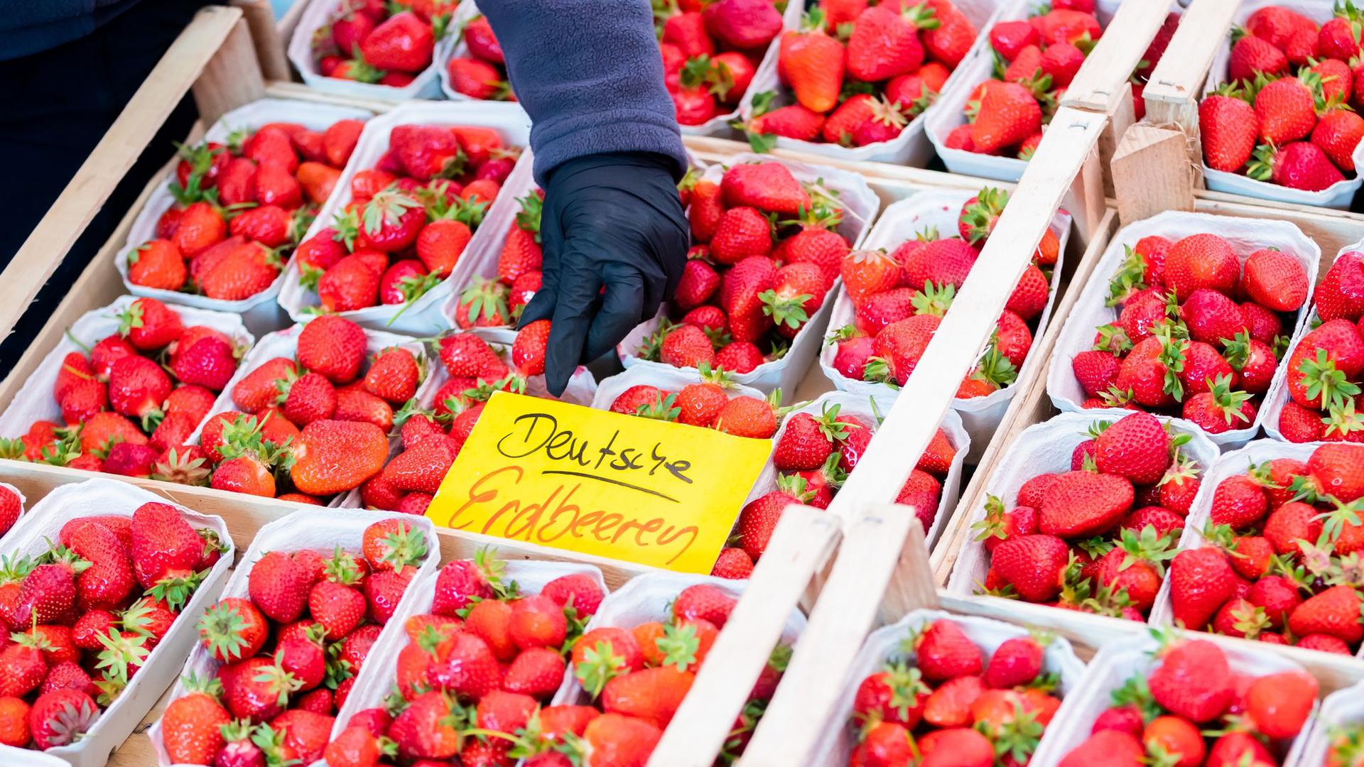 Deutsche Erdbeeren werden auf einem Wochenmarkt im Berliner Ortsteil Schöneberg angeboten. Der Verkauf von Erdbeeren läuft bei vielen Bauern in Deutschland in diesem Jahr nicht rund.