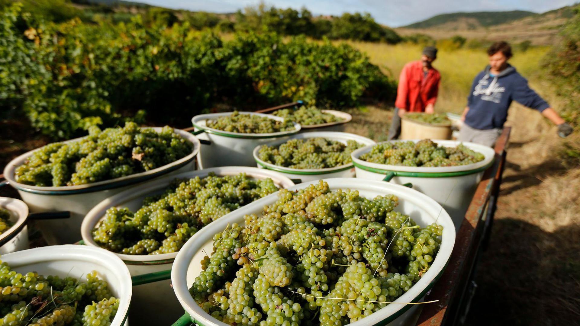 Weinlese von Bio-Trauben in Octon im Süden Frankreichs. Wegen der Hitze musste nun früher als gewöhnlich mit der Weinlese begonnen werden.