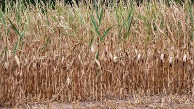 Vertrockneter Mais steht auf einem Feld. Die anhaltende Trockenheit macht den Feldfrüchten schwer zu schaffen.