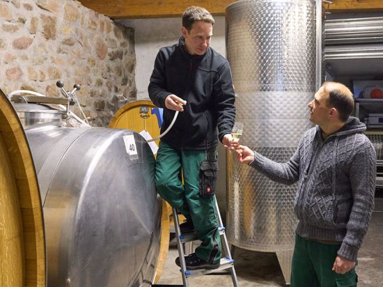 Die Jungwinzer Thomas (r) und Martin Phillips arbeiten im Weinkeller. Die Brüder bauten den Weinbau-Hobbybetrieb ihrer Eltern von 0,3 Hektar zu einem Vollerwerbsbetrieb mit rund sechs Hektar aus.