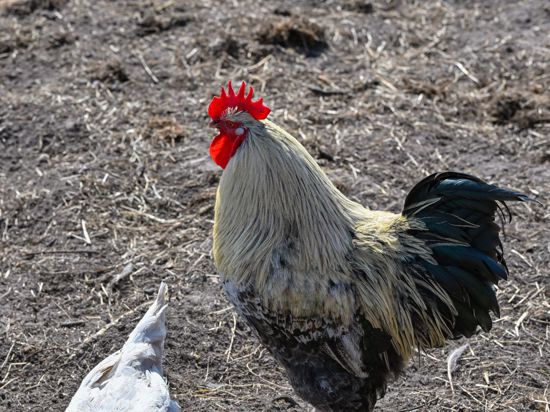 Ein Hahn und ein Huhn auf einem Bauernhof in der Freilandhaltung.