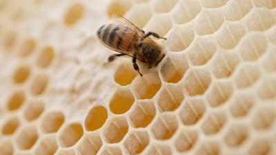 Eine Biene steckt ihren Kopf in den Hohlraum einer Bienenwabe.