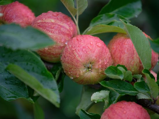 Äpfel der Sorte Gala hängen auf einem Obsthof in Meckenheim an einem Baum.
