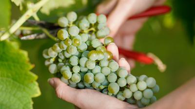 Weintrauben: Wenig Frost und Hagel und überschaubaren Schädlingsbefall lassen auf eine gute Ernte hoffen.