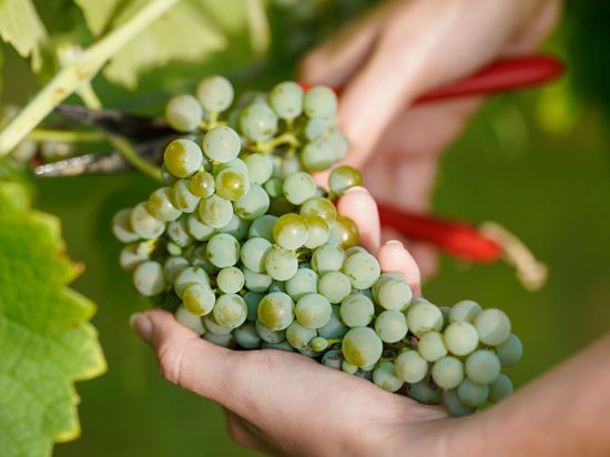 Weintrauben: Wenig Frost und Hagel und überschaubaren Schädlingsbefall lassen auf eine gute Ernte hoffen.