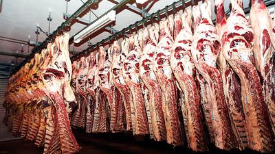 Rindfleisch am Haken: Bei Müller-Fleisch in Birkenfeld ist das Alltag. Am Stammsitz des Unternehmens ist die Rinderschlachtung konzentriert. 
