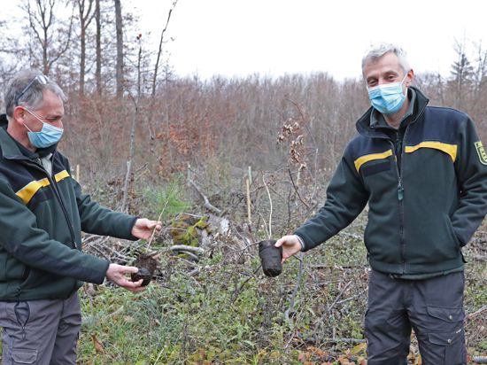 Zwei Männer mit Mundschutz halten zwei Setzlinge in die Luft, die sie auf einer Waldlichtung verbuddel wollen.