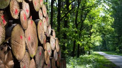Abgeholzte Bäume liegen in einem Wald im Landkreis Celle. Bundeslandwirtschaftsministerin Klöckner (CDU) will beim zweiten Nationalen Waldgipfel über den aktuellen Stand und die finanziellen Hilfen für Waldbesitzer berichten. +++ dpa-Bildfunk +++