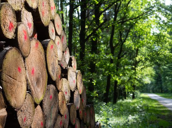 Abgeholzte Bäume liegen in einem Wald im Landkreis Celle. Bundeslandwirtschaftsministerin Klöckner (CDU) will beim zweiten Nationalen Waldgipfel über den aktuellen Stand und die finanziellen Hilfen für Waldbesitzer berichten. +++ dpa-Bildfunk +++