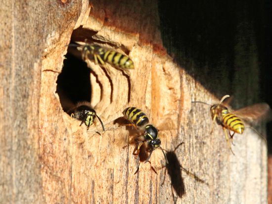 Wespen fliegen in ein Loch im Holz und krabbeln wieder heraus.