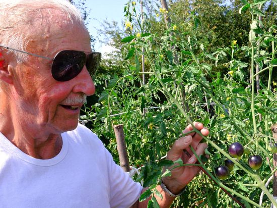 „Tomatenpapst“ Rudi Beihofer hat eine Methode entwickelt, mit der keine Erde gebraucht wird