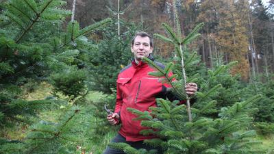 Herr der Tannen: Auf seiner Plantage in Dennjächt züchtet Tillmann Wolfangel rund 1.000 Weihnachtsbäume – hauptsächlich Nordmanntannen. Bis Heiligabend läuft der Verkauf. Kunden können den Baum selbst aussuchen und schneiden.